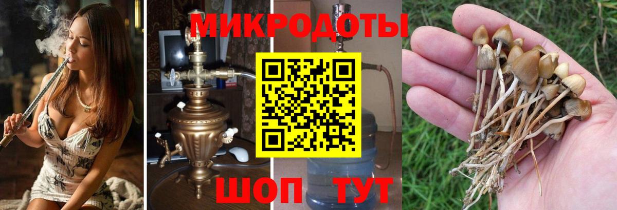 Галлюциногенные грибы Psilocybe Губкин